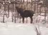 A young bull moose feeds on trees in the yard of Lucille Magee. Magee, 73, is upset that she, her son and grandchildren had to watch helplessly while the moose starved to death. Lucille Magee