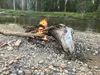 Campfires have been banned until further notice throughout Southcentral and Interior Alaska. Frontiersman file photo