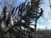 A Fishhook Tree Services crew member works on a fallen tree. Courtesy of Fishhook Tree Services