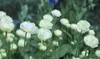 HEATHER A. RESZ/Frontiersman Creamy yellow trollius grow in Les
Brake’s Coyote Garden with blue Himalayan poppies in the
background. Coyote Garden is part of the Willow Garden Club’s
annual g