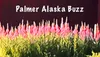 Palmer Buzz