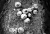 Photo courtesy Jodi Swanson Jodi Swanson says her photograph
“Puffballs,” pictured above, reminded her of martini olives or
eyes.