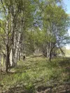 A hiker enjoys a wide, shaded path along the Wagon Trail. A
summer of hiking and biking along the miles of Mat-Su Valley trails
is kicking off with a flurry of activity to improve and maintai