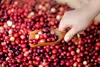 Issue No. 38: Cranberries in Wisconsin