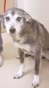 A hugable husky