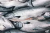 King or chinook salmon.