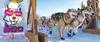 Seventeen dog teams took to the trail Saturday, Feb. 21, launching the inaugural Su Dog 300 from the Willow Community Center. J. David McChesney/Frontiersman