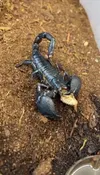 Captain Phoebus the scorpion devouring 'Kyle.' Courtesy photo