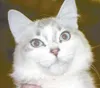 Adopt this pet