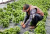 Mike Sommer in the greenhouse in the thick of Purple Sage Farms organic basil.