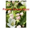 Palmer Buzz