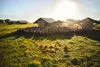 White Oak Pastures’ turkeys spend their lives outside in the fresh air and sunshine, free to roost and roam the fields and forests.