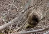 A porcupine near Valdez. Photo by Ned Rozell.