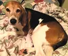 You would never guess that Vanna is 6 years old! This energetic girl is as animated and silly as a young puppy. Vanna loves people, but would be more successful in a home that doesn’t have yo