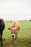 Dairy