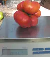 Mark Oathout set what may be a new state record when a tomato that measured 19 inches around and weighed 2.975 pounds was cut down and weighed by Division of Weights and Measures on June 5.
