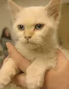 Purr-fect companion