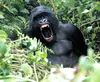 With an expression of incredulity reflected upon her face, a
female gorilla studies her spectators. Photo by KATELYN
BALDWIN/Special to the Frontiersman