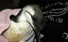 This common murre is one of more than 20 that have come through the Alaska WildBird Rehabilitation Center in recent weeks, emaciated and far from home. Courtesy Alaska WildBird Rehabilitation