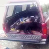 The Palmer Police Department put down a bear that was getting into garbage in densely populated parts of the city Monday. The city said it tracked the animal for six hours before finally maki