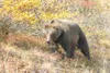 VICKY WARD/Courtesy photo It’s time for Alaska’s bears, like
this one found on a hillside in Denali National Park, to begin
coming out of their winter hibernation.