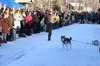 Penguin, who has his own Insta page, and his human Derek, run in the Middle weight class during the Dog Keg Pull races at the talkeetna Ice Festival Feb. 7, 2026. Katie Stavick/Frontiersman