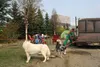 Renee Shinton tends to her dogs at the Menard Sports Center in Wasilla. Shinton is among the evacuees from the McKinley Fire at the Menard, which has been set up as a shelter by the Red Cross