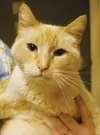 Meaw, baby