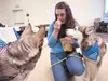 Robyn Dexter feeds treats to Willow and Tikaani during the Husky Reunion Saturday at the Mat-Su Borough Animal Control Facility. The dogs were part of a group of 157 animals confiscated from 
