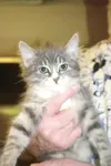 Pets need adoption