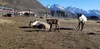 A calf meanders near its mother at the Reindeer Farm near Palmer Monday. Jacob Mann/Frontiersman