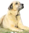 ROBERT DeBERRY/Frontiersman Bear, the 160-pound 8-year-old
mastiff mix, has been named the most courageous in Alaska and a
finalist for most courageous dog in the nation by the American
Human