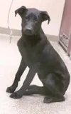 Proud pup