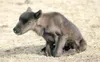 (ROBERT DeBERRY/Frontiersman) A new born reindeer works on
finding its balance at the reindeer farm in the Butte Monday
afternoon. In the past week 17 new reindeer have been born and
another 