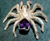 Photos courtesy Suzanne Bach “Best of Show” at the Mat-Su
College Juried Student Show went to Denise Reeve with her silver
metalsmith lost matter casting of a rose hair tarantula
specimen.