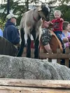 No kidding around, the goats give fair goers a dose of cuteness and laughter Katie Stavick/Frontiersman