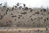 Thousands of migratory birds are flying through the Valley this
month as they head for nesting grounds in the northern part of the
state. JOEL DAVIDSON/Frontiersman