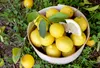 Issue No. 50: Lemons in Arizona