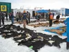Bear hides to be offered in the state’s annual Hide and Horn Auction are spread out for viewing prior to the auction. This year’s auction is at noon, Feb. 23 during the Anchorage Fur Rendezvo