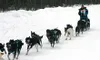 Martin Buser, one of the last mushers to start, is in a tight
race for first place. JENNIFER DAWKINS/Frontiersman