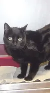 Pet Tails