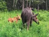 A moose and her calf browse on fireweed and other greens along a roadside in the Hatcher Pass area. HEATHER A. RESZ/Frontiersman
