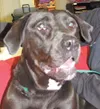 Happy pup needs a home