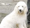 One proud poodle