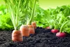 Agriculture-Photo-1.jpg