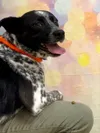 A second dog, "Birdie" has been rescued, amid the tragic animal cruelty case in which 25 sled dogs were found dead. Initially, one dog, "Woody" had been rescued. Both are now in the care of t
