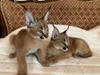 These caracal kittens are available in both sex. They are home raised, dewormed, vert checked and free from all health issues. In case you are interested in having a male or female caracal ki