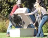 Bruce Mattson and Houston Mayor Virgie Thompson pull the top off a dog kennel to release an eagle back into the wild Monday afternoon in Willow. The eagle was found by Mattson at his home six