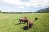 Plains bison graze in a pasture on Little Pitchfork Ranch on Lazy Mountain. The ranch was the lunch stop on Mat-Su Chapter of the Alaska Farm Bureau’s fifth annual Mat-Su Farm Tour Aug. 1. HE
