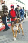 Buddy makes his presence known outside Sportsman's Warehouse in
Wasilla on Saturday afternoon with a classic hound bay. Buddy, a
Walker hound mix wearing an "Adopt Me bandana", was one of nin